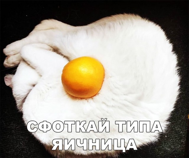 Забавные фото котеек
