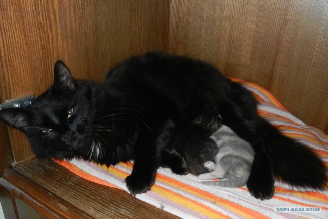 Котовторник 30.10.2012