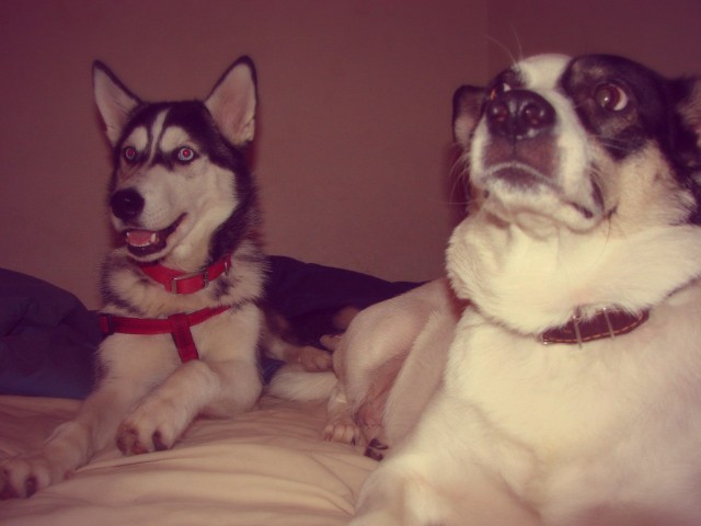 Собакочетверг