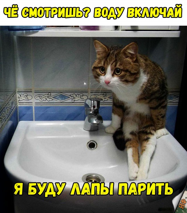 Забавные фото котеек