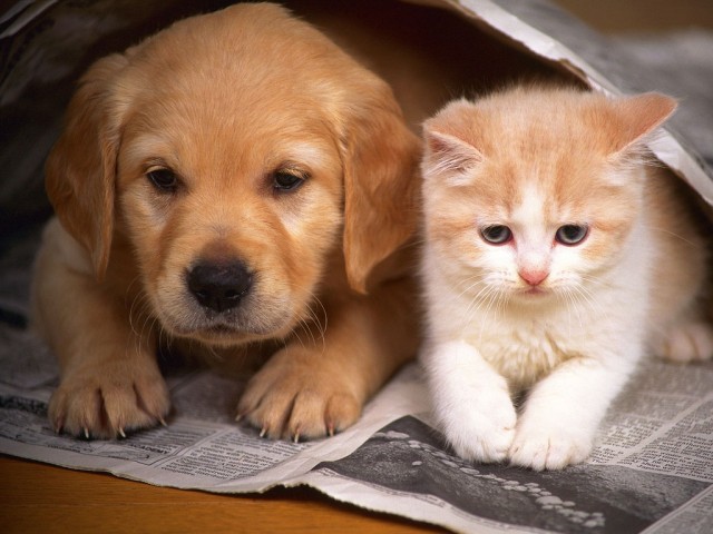 Уже не котовторник, но еще и не собакочетверг