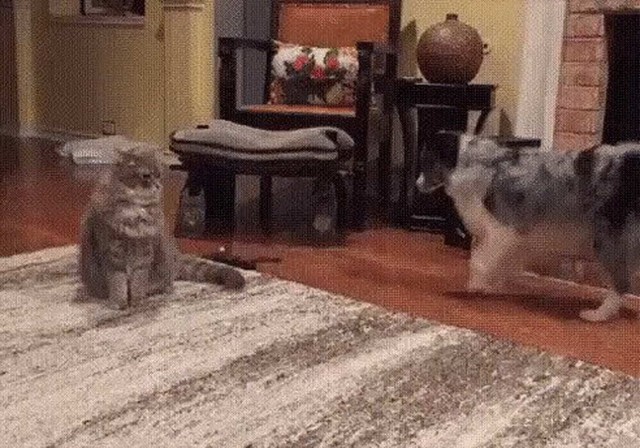 Уже не котовторник, но еще и не собакочетверг