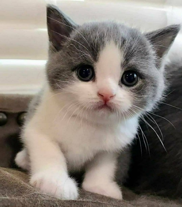 Забавные фото котеек