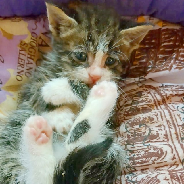 Забавные фото котеек