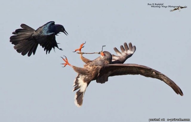 Зачем вороны пристают к другим птицам и летают на них?
