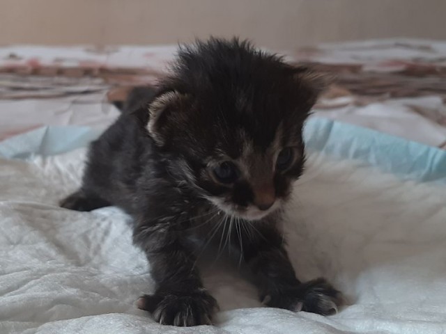 ЯП в кошках