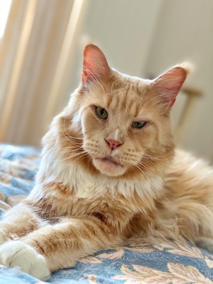 Коты-буддисты