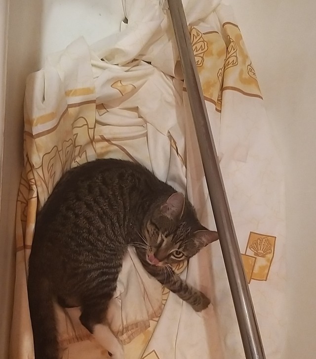 Котовторник?! Коты во вторник!
