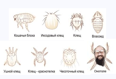 Фотожаба: Онотоле