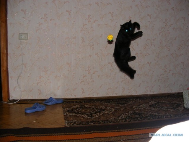 Фотожаба: Кот-ниндзя