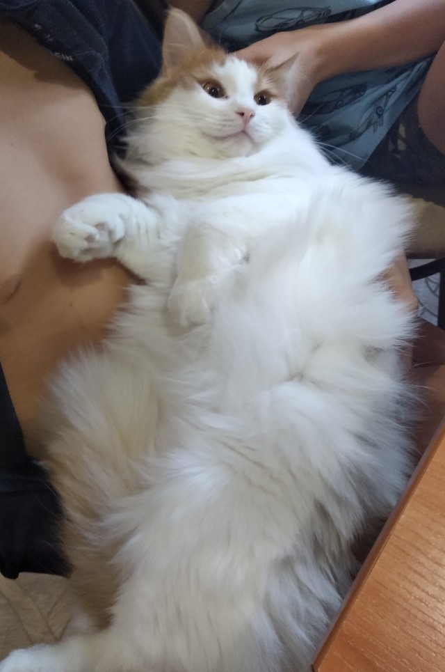 В завершение котовторника.