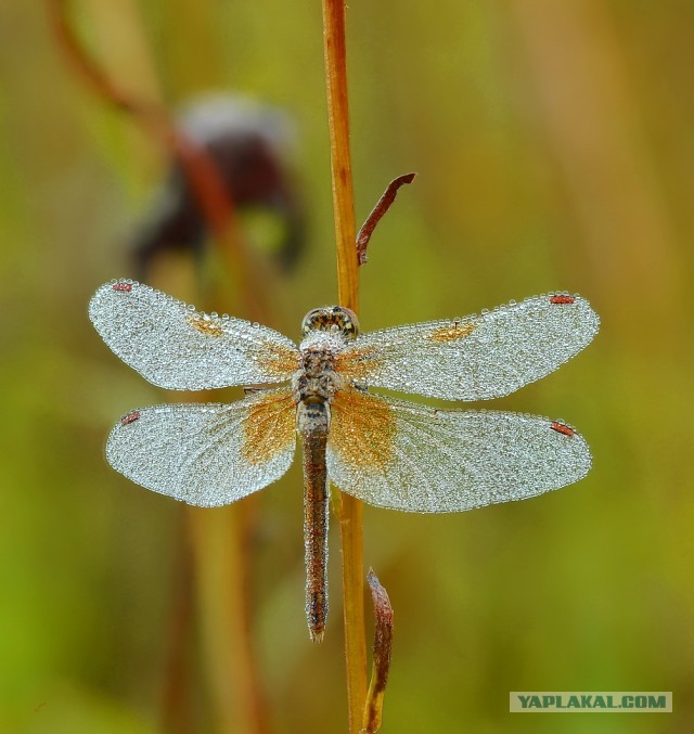 Про макросъемку и Tamron 90/2.8