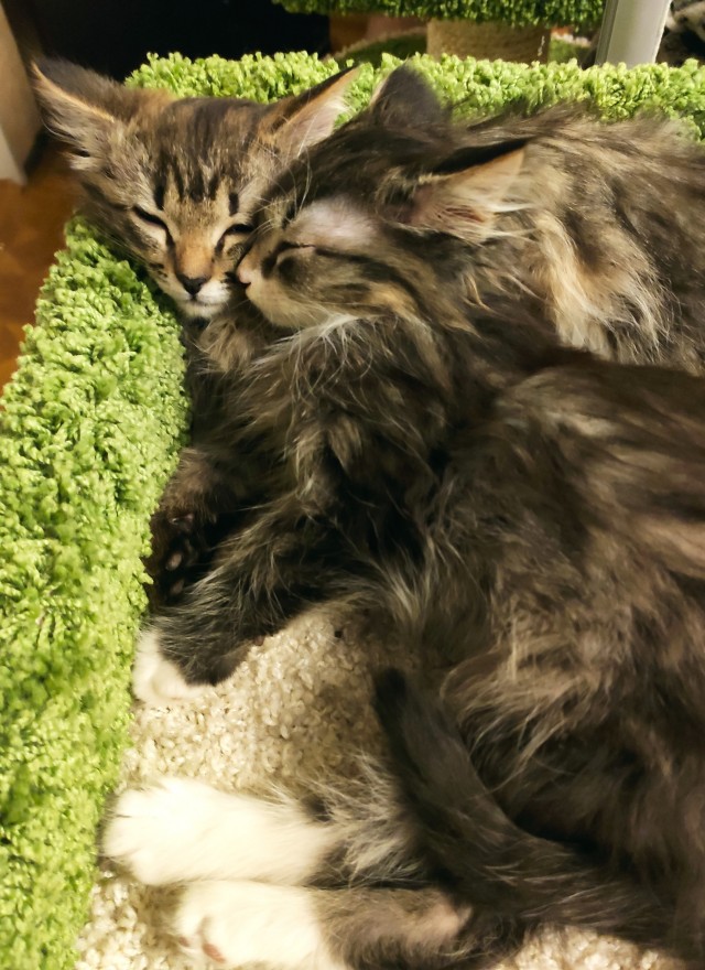 Домик для котейки