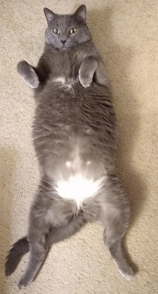 Коты в США - 2