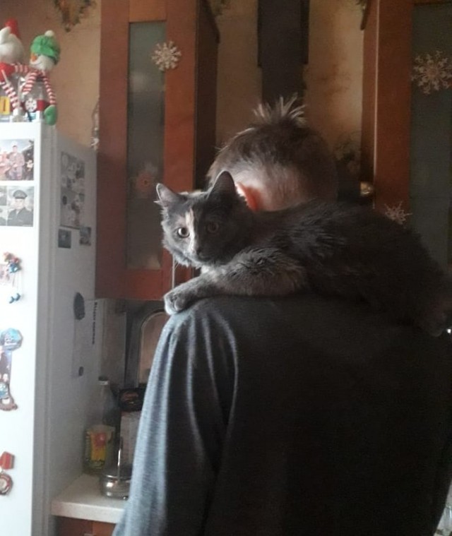 Солнце котовторника уже встало, Господа!