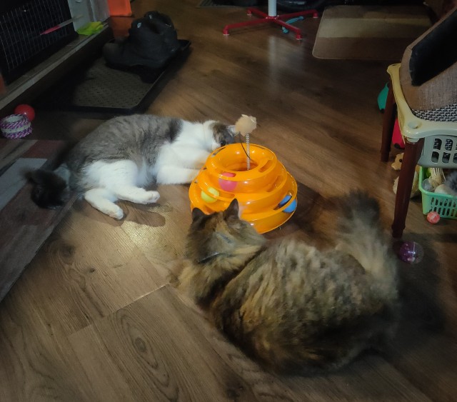 Котовторник. Февраль