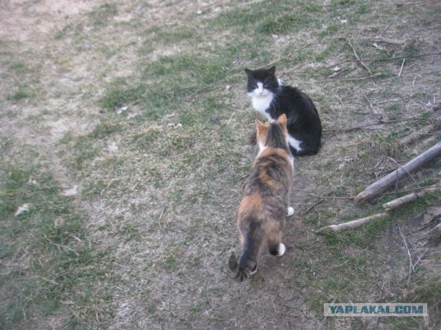 Жизнь домашнего приюта для котеек 385