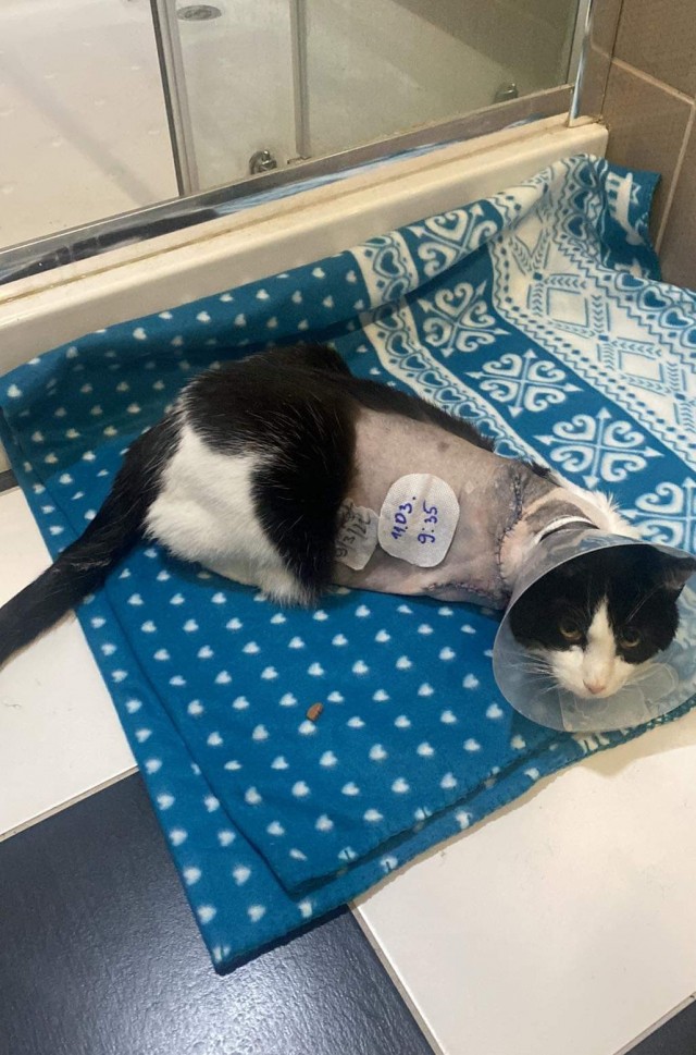 Котовторник же