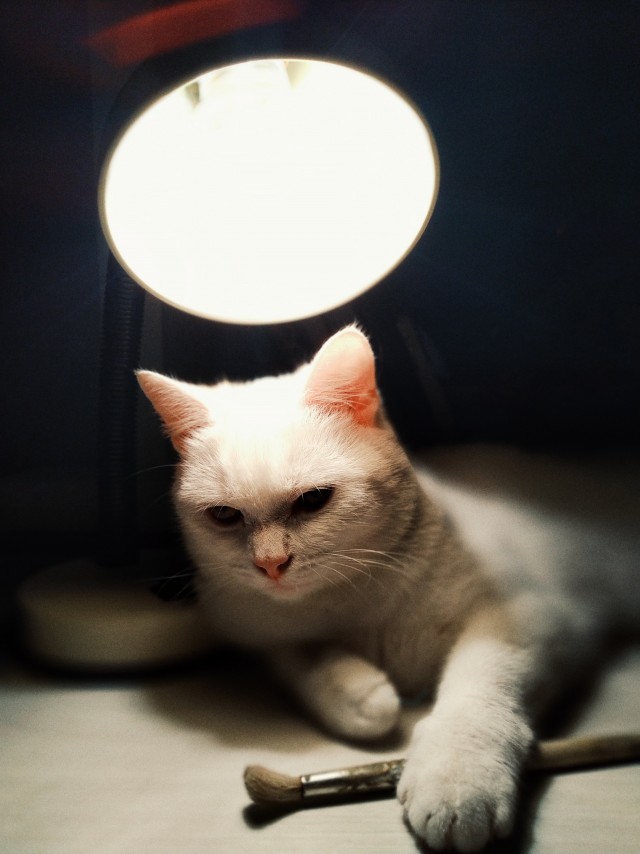 Котовторник вроде.