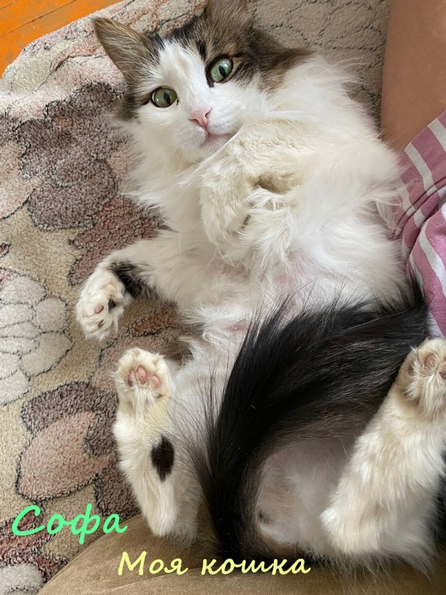 Жизнь домашнего приюта "Котоленд" 328