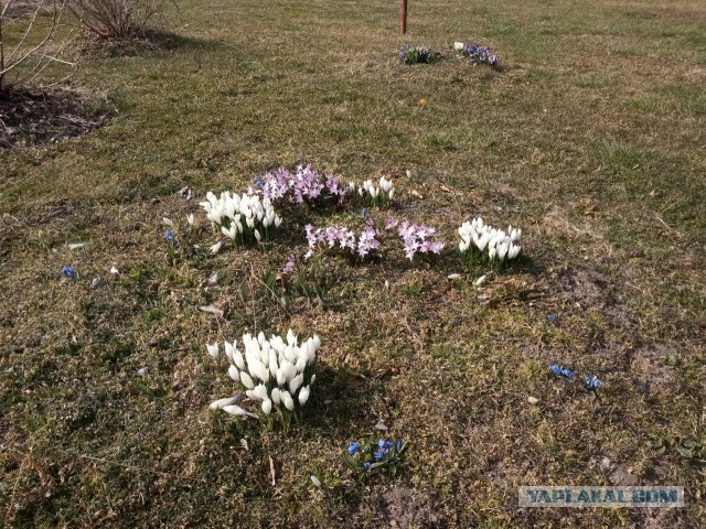 А какая у Вас сегодня весна за окном?!