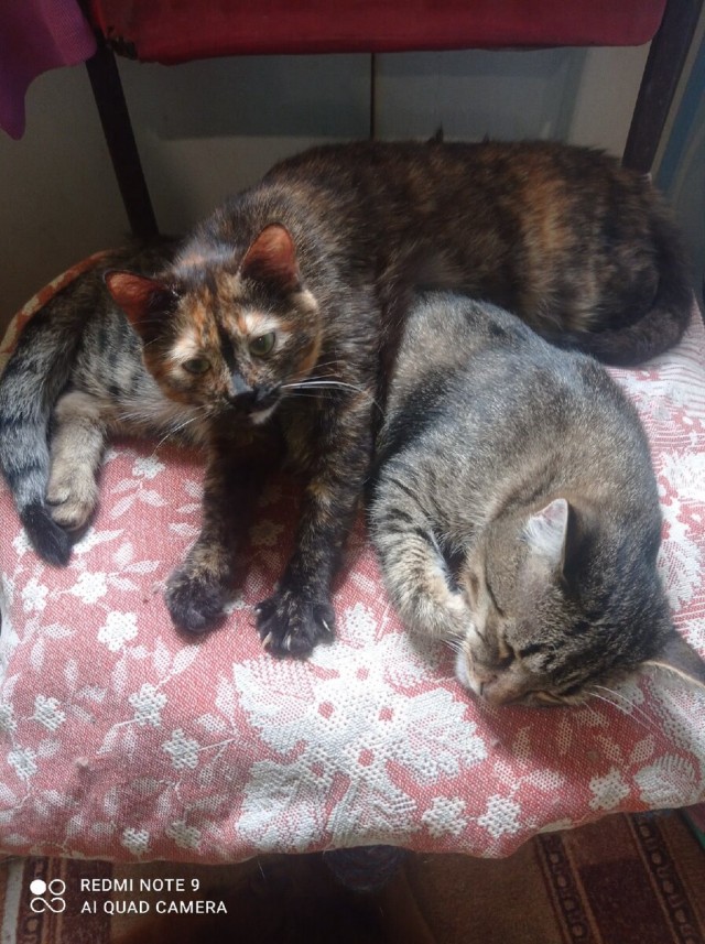 Котики в беде