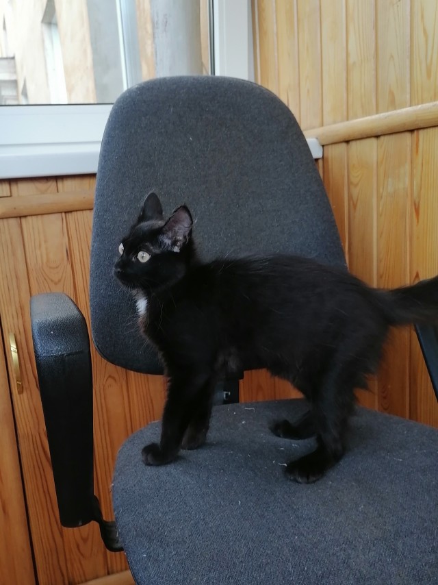 Котовторник 19.07.22