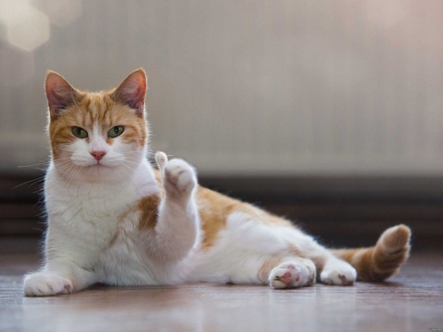 Дадим имя коту!?
