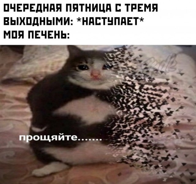 Весёлый полтишок 08.09.22