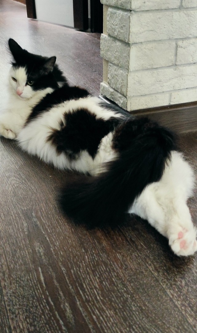 Вторник, ваши коты и кошки в студию