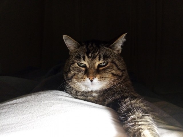 Про кота в четверг