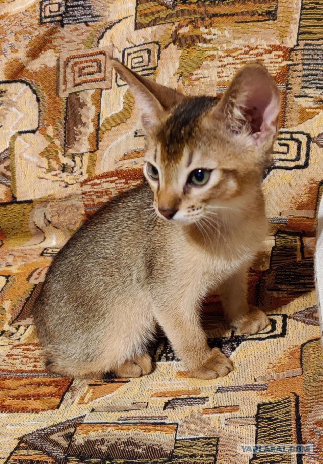 Котовторнику посвящается!