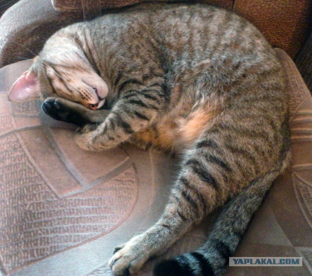 Котовторник 16.04.2013