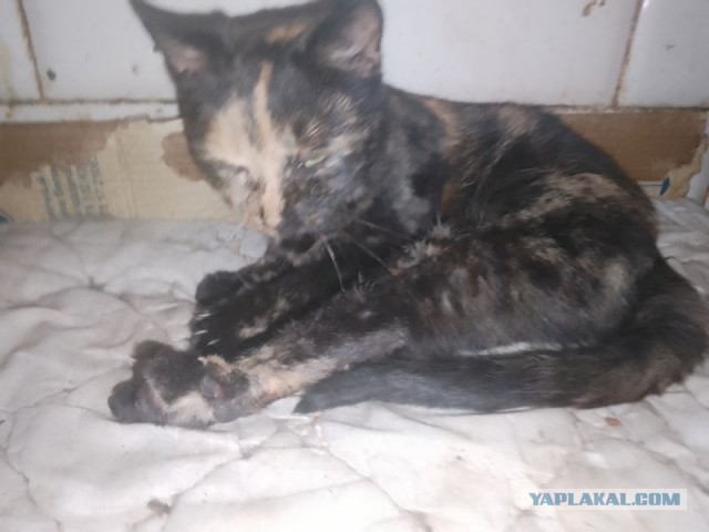 Жизнь домашнего приюта для котеек 469
