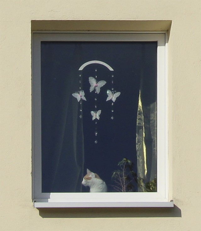 Котовторник 30.04.2013