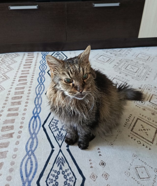 А у меня новый хозяин (хозяйка). Ну что, одобряем?