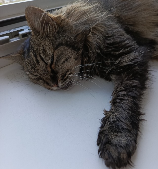 Всех с котовторником
