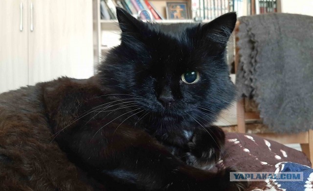 Нашли котенка и выросло вот такое чудо