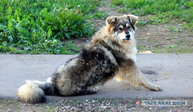 Человек и собака