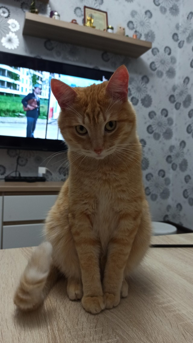 С Котовторником!