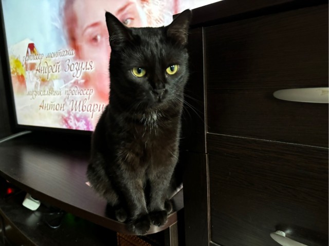 Котовторник