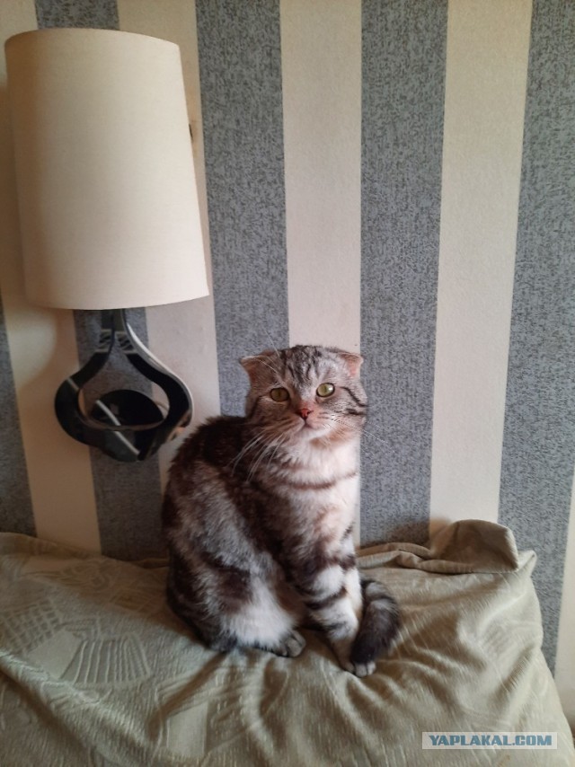 С котовторником!