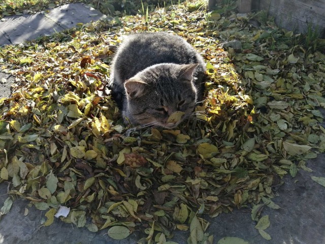 Осенний кот