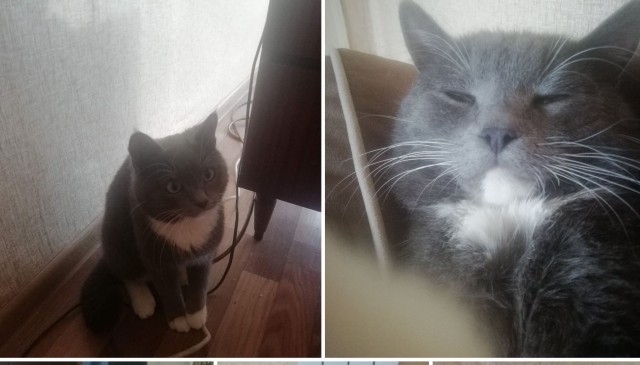 Кота зажарили в духовке