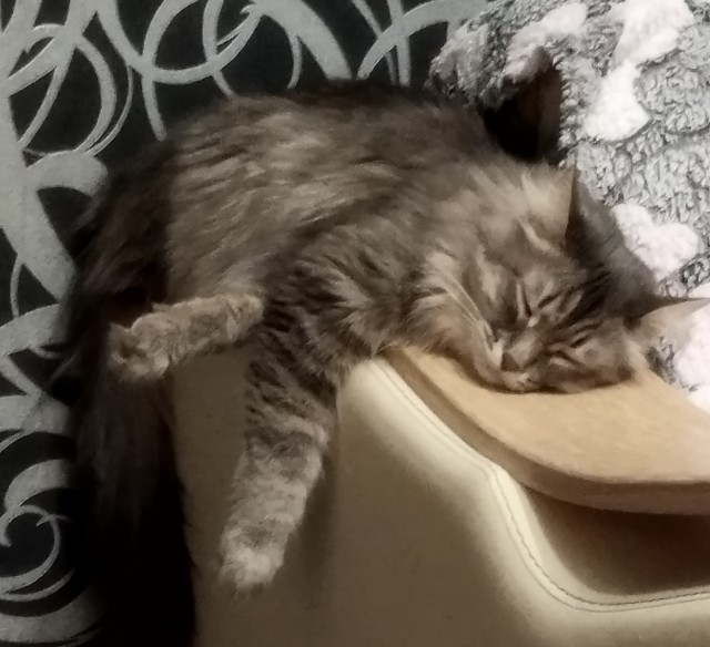 Человеку нужен кот). К котовторнику посвящается!