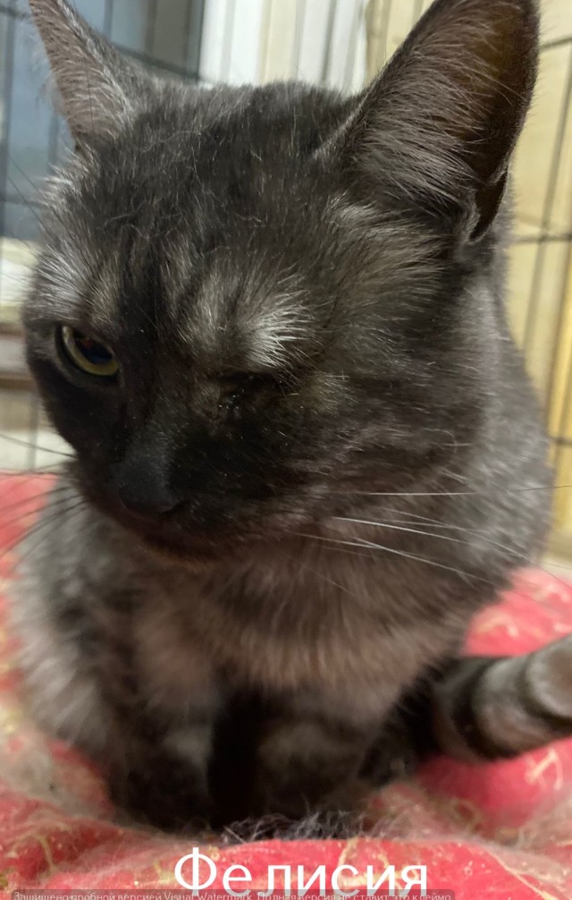 Жизнь домашнего приюта "Котоленд" 520