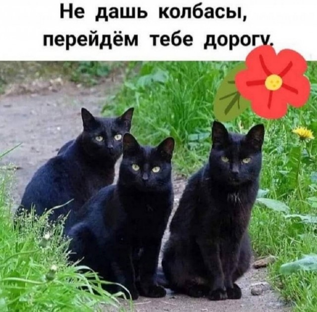 Веселое настроение в картинках (02.12.2025)