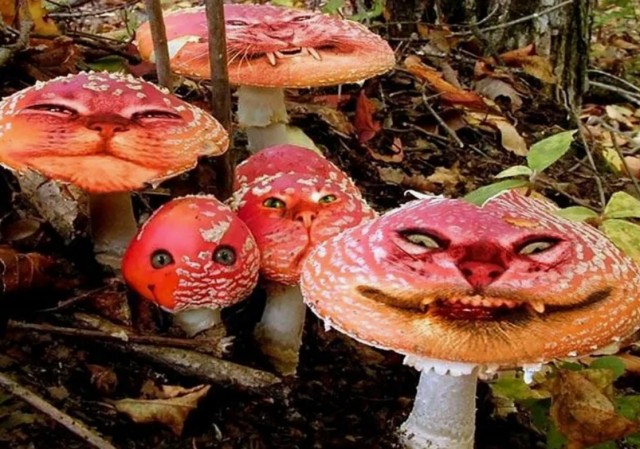 В Чернобыле в зоне отчуждения нашли чёрный грибок Cladosporium sphaerospermum