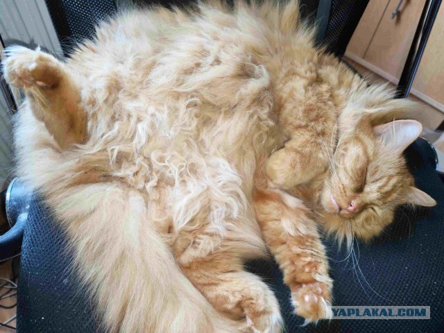 Мои шайтаны