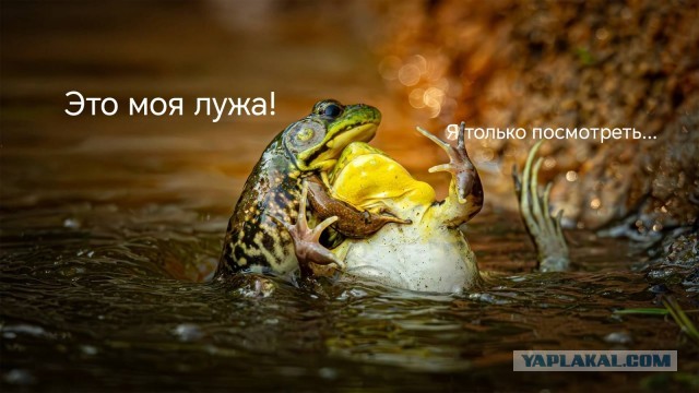 Журнал Nature выбрал лучшие научные фото 2025 года